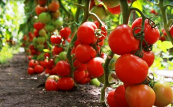 Hogyan néznek ki a szibériai korán érő paradicsom gyümölcsei?