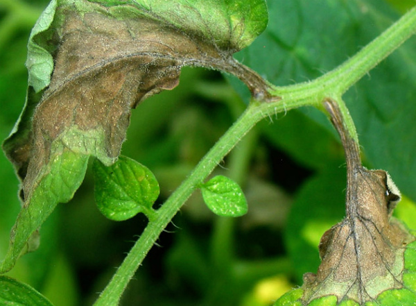 اللفحة المتأخرة على أوراق الطماطم المزروعة في البيوت البلاستيكية اللفحة المتأخرة على أوراق الطماطم المزروعة في البيوت البلاستيكية