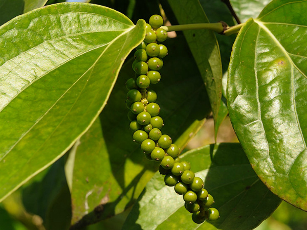 ثمار الفلفل الأسود على الأغصان ثمار الفلفل الأسود على الأغصان