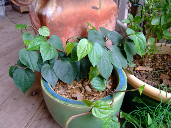 زراعة الفلفل الأسود في المنزل في وعاء زراعة الفلفل الأسود في المنزل في وعاء