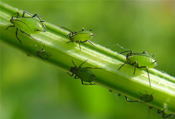 En bladluskoloni på et agurkeskud En bladluskoloni på et agurkeskud