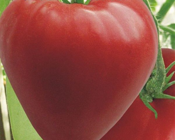 A Mazarini paradicsomok alakjukban nagyon hasonlóak az Ox's Hearthoz.