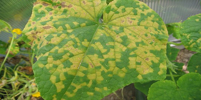 ang mga dahon ng pipino ay naging dilaw