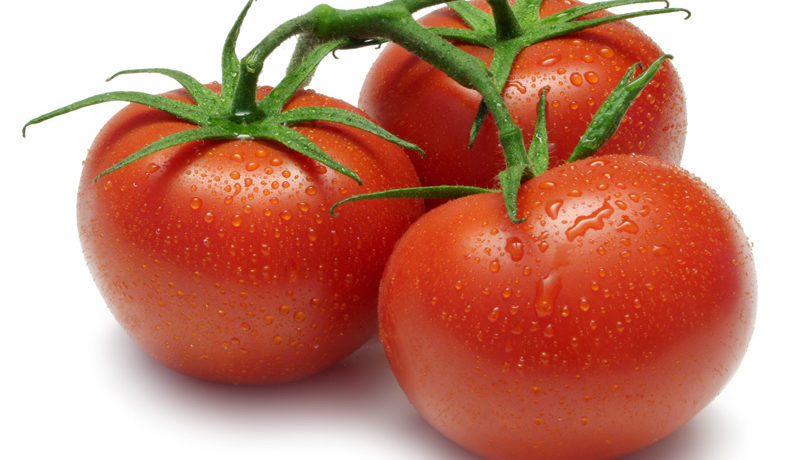 Paradicsomfajta Prima Donna