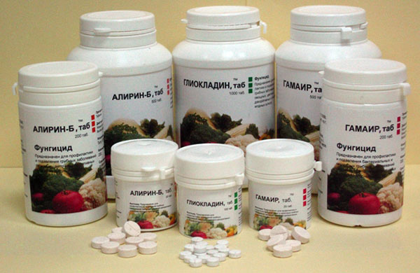 المستحضرات البيولوجية لمكافحة اللفحة المتأخرة المستحضرات البيولوجية لمكافحة اللفحة المتأخرة