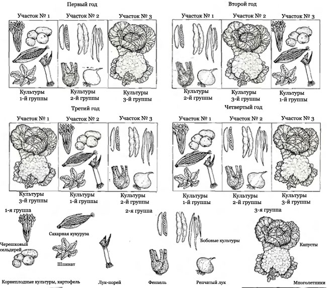 ماذا وأين وبعد ماذا نزرع ماذا وأين وبعد ماذا نزرع