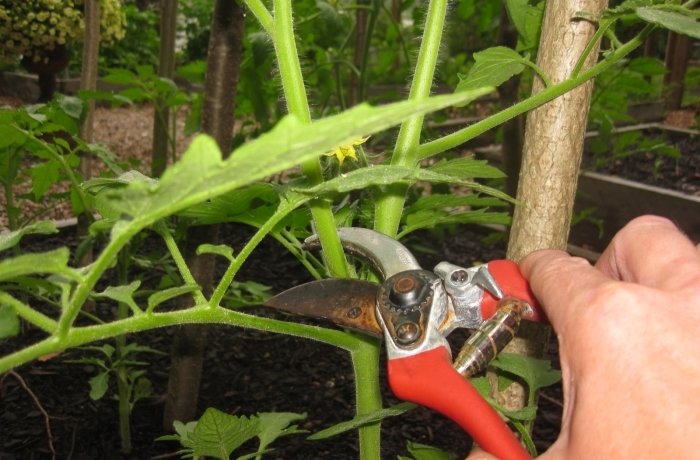 A paradicsom metszési eljárásának fotói