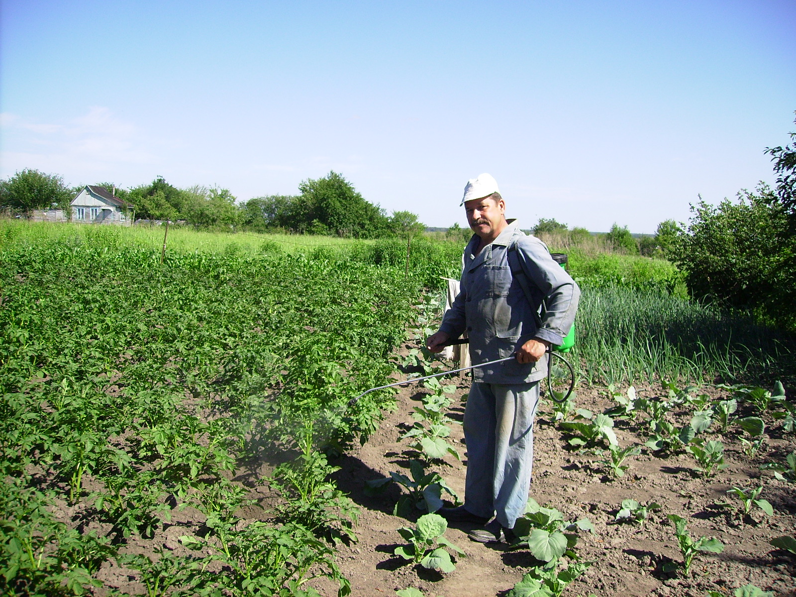 صورة لعملية رش البطاطس صورة لعملية رش البطاطس