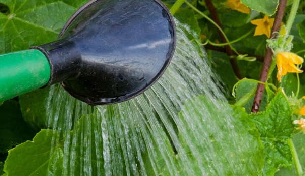 Gurķu laistīšanas procesa foto