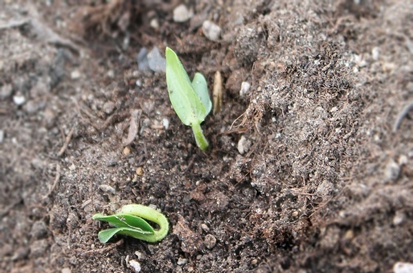 Foto de brots de plàntules de cogombre