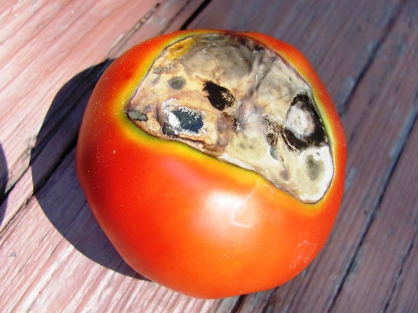 Pourriture sur les fruits de la tomate