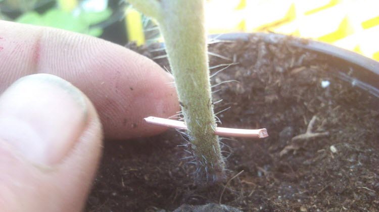 سلك النحاس ضد اللفحة المتأخرة سلك النحاس ضد اللفحة المتأخرة