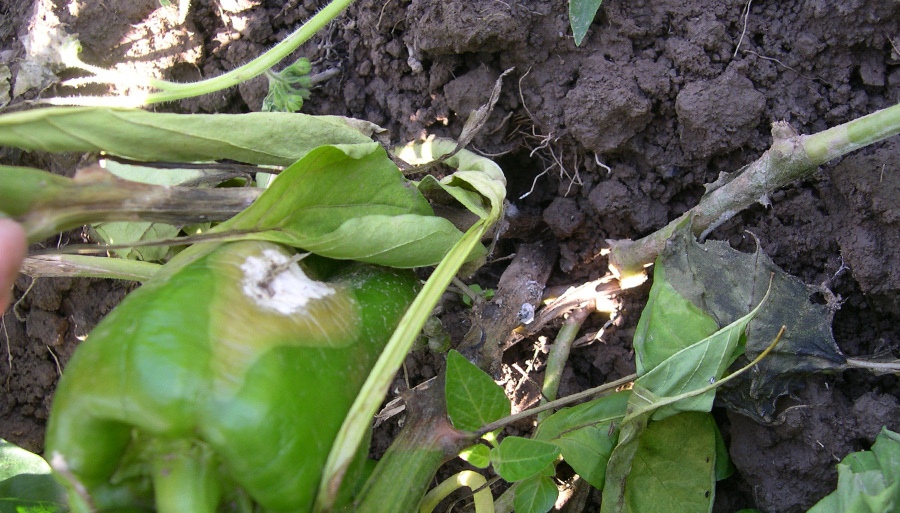 Viena no karsto piparu slimībām ir baltā puve. Viena no karsto piparu slimībām ir baltā puve.