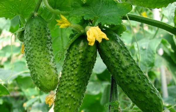 Primer pla de cogombres