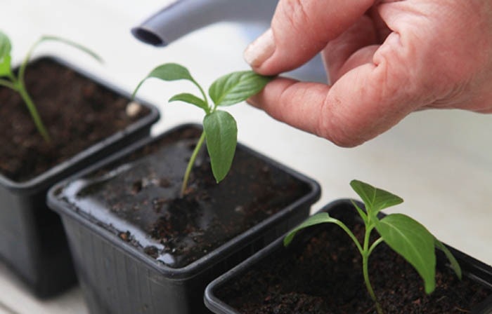 Karsto piparu stādu laistīšana Karsto piparu stādu laistīšana