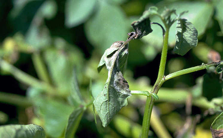 Ang mga dahon ng patatas ay apektado ng late blight