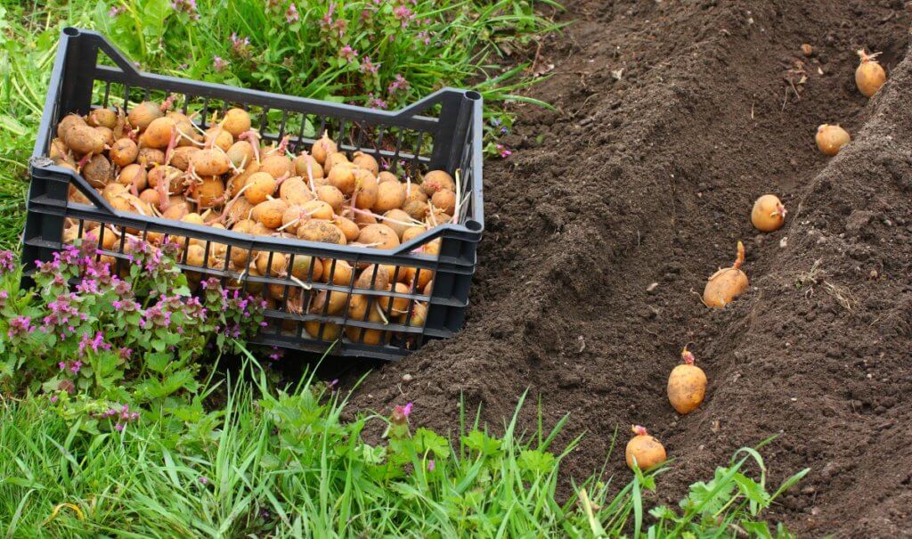 The process of planting potatoes