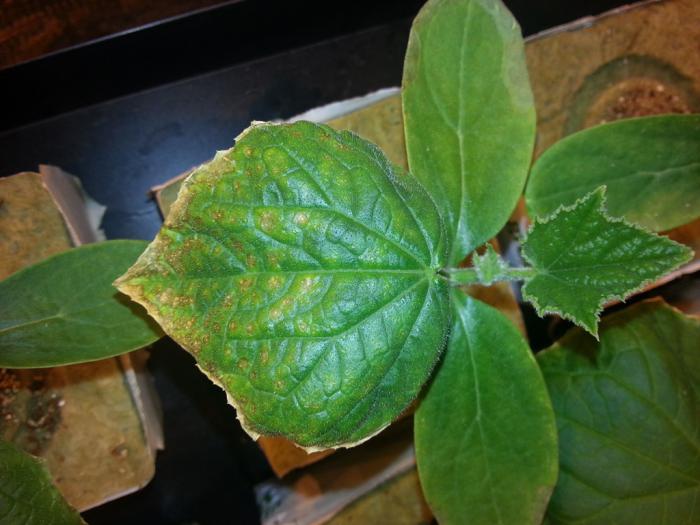 حواف أوراق الخيار المصفرة حواف أوراق الخيار المصفرة