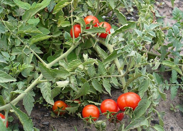 דוגמה לעגבניות ננסיות