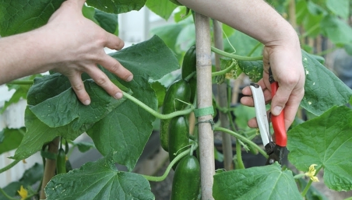 Klemning af insektbestøvede agurker