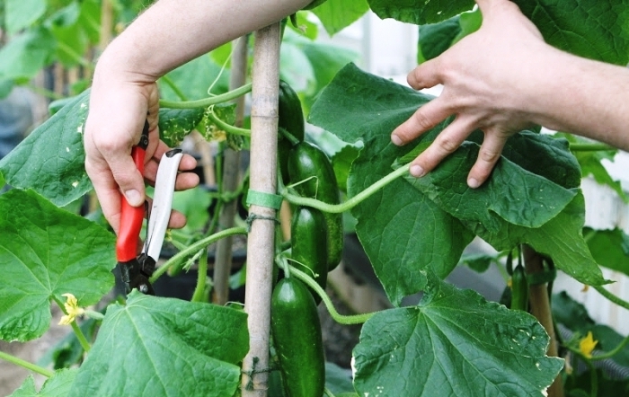 Gurķu saspiešanas process