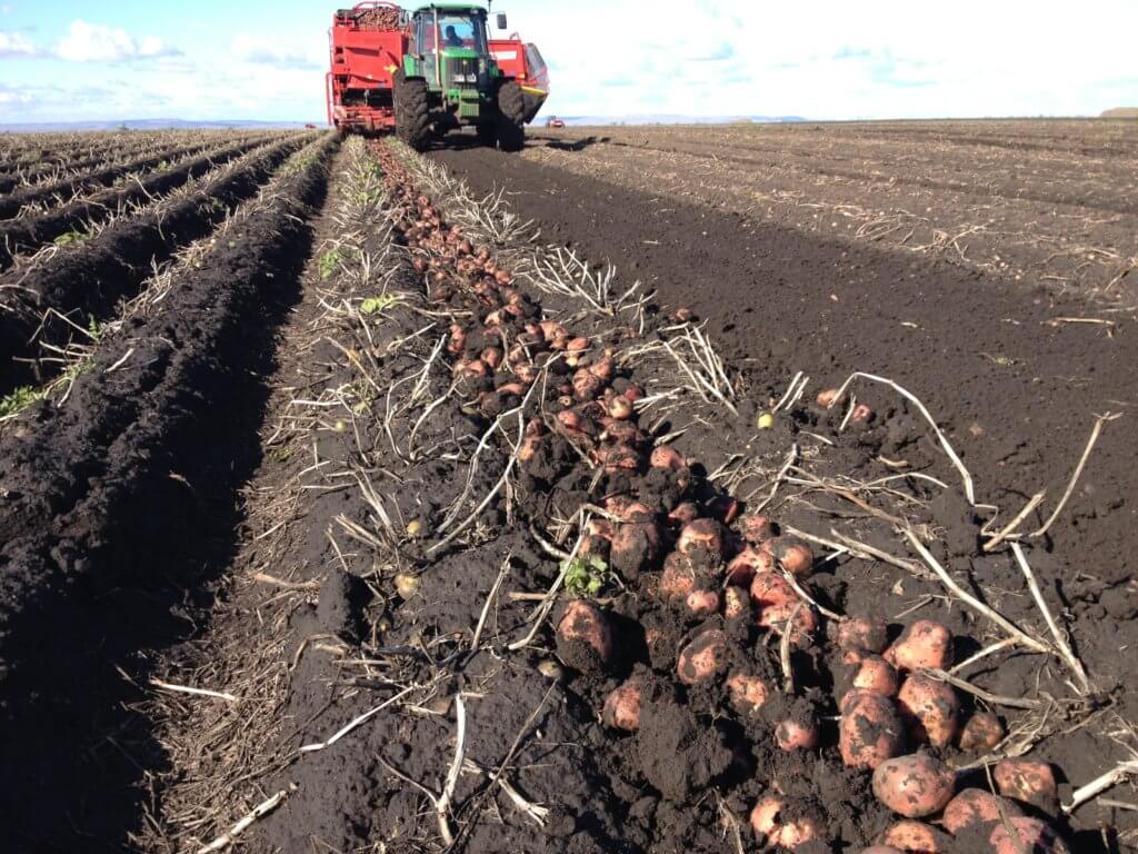 기계화된 감자 수확 과정