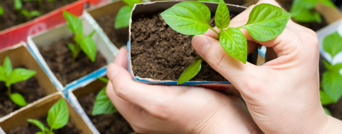 Papriku stādi kartona traukos