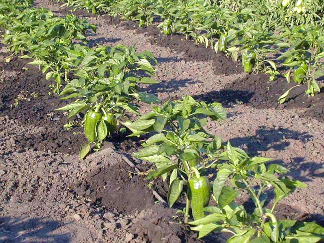 Papriku stādi atklātā zemē Papriku stādi atklātā zemē