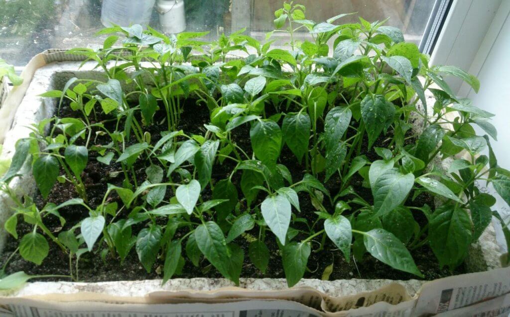 Pepper seedlings in a box