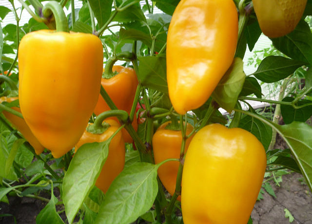 Saldie pipari siltumnīcā