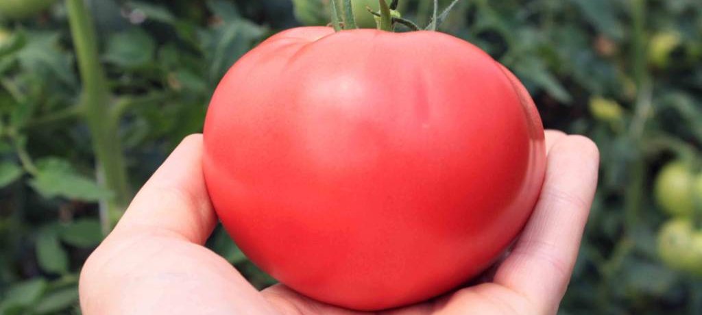Tomate Pink Giant, variété Pink Giant