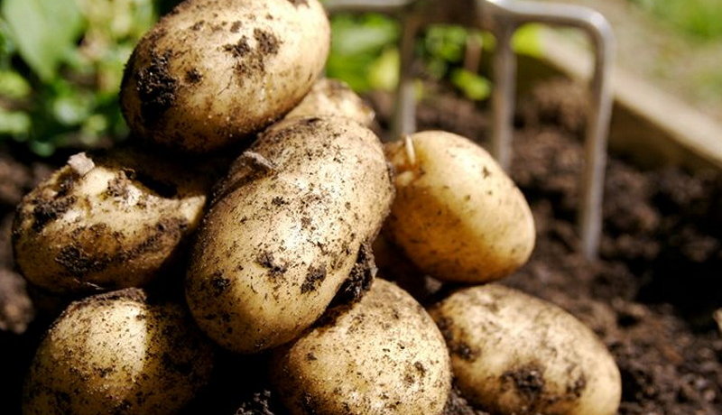 Grande raccolto di patate