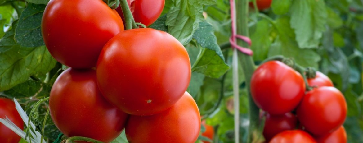 Lédús és élénk paradicsomtermés
