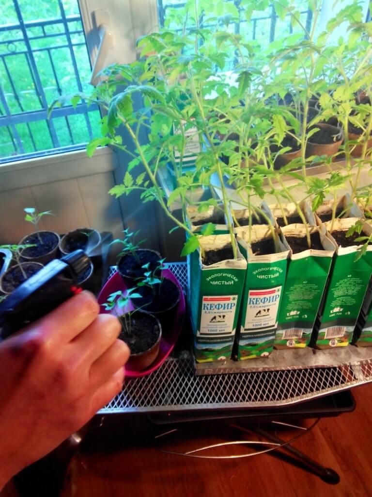 Foliar feeding of tomato seedlings