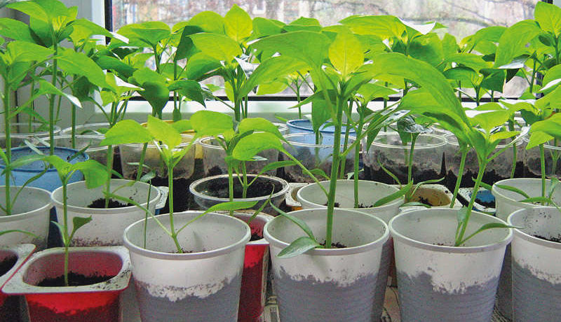 Aštriųjų paprikų auginimas vazonuose