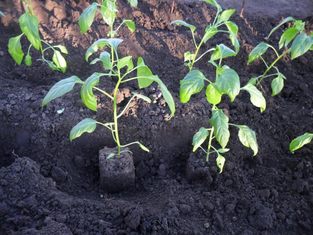 Planting peppers in greenhouses