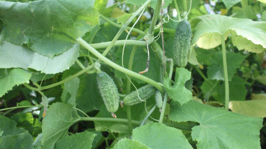 Æggestokke af agurker af Vyuga-sorten Æggestokke af agurker af Vyuga-sorten