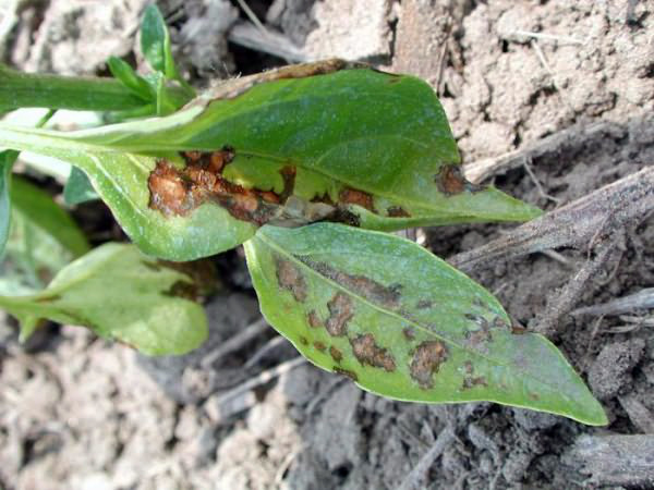 Alternārija jeb piparu sausā plankumainība Alternārija jeb piparu sausā plankumainība