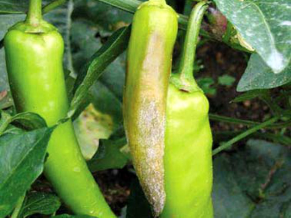 Pelēkās pelējuma pazīmes uz piparu augļiem