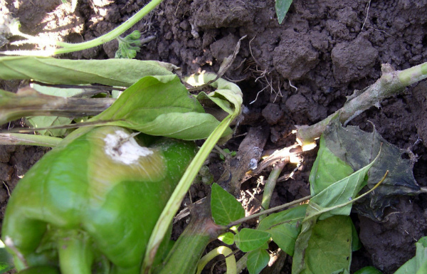 Papriku skārusi baltā puve Papriku skārusi baltā puve