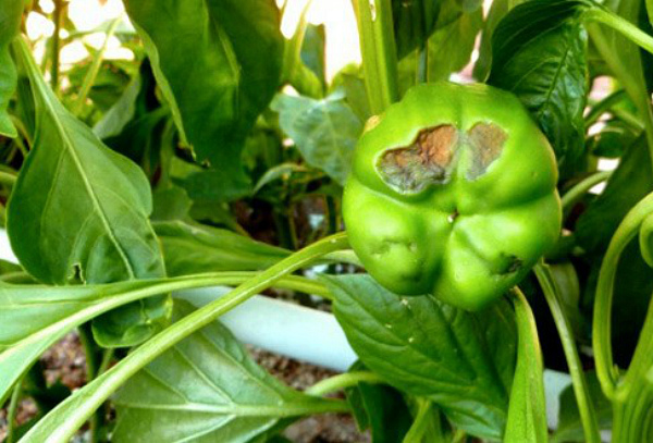 Ziedu galu puves izpausme pipariem Ziedu galu puves izpausme pipariem