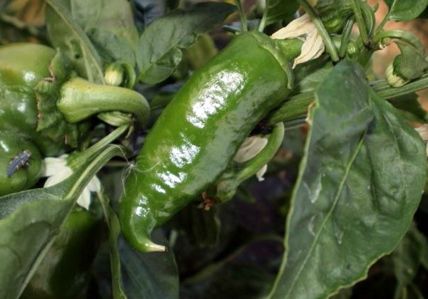 Papriku verticillium vīte siltumnīcā Papriku verticillium vīte siltumnīcā