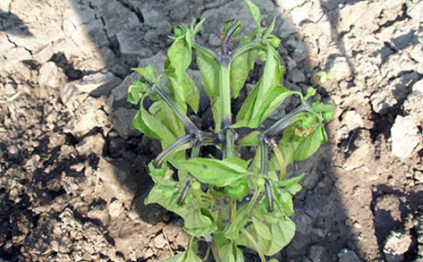 Fusarium vīte piparu krūmā Fusarium vīte piparu krūmā