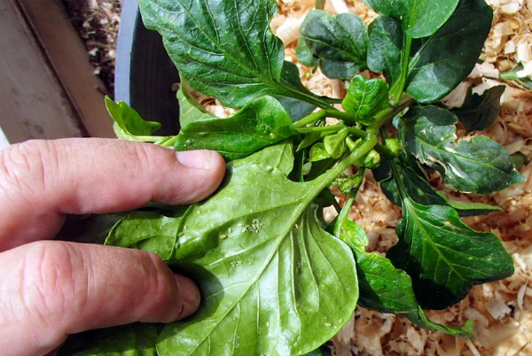 Laputis uzbrukušas piparu stādiem Laputis uzbrukušas piparu stādiem