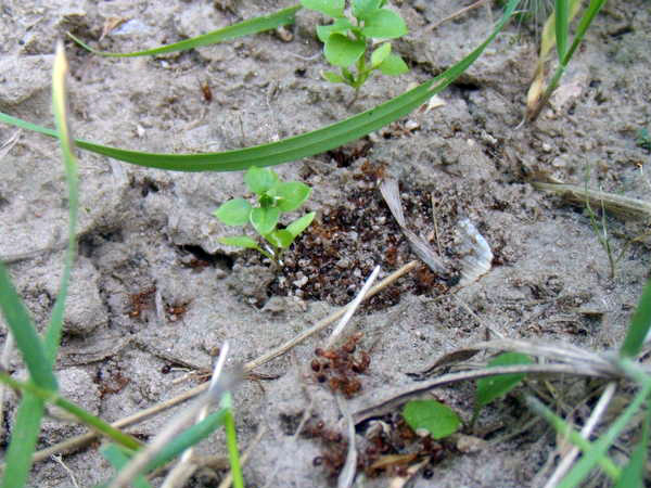 Skudras dārzā Skudras dārzā