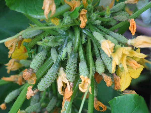 What does a wilted ovary that has not taken root look like?