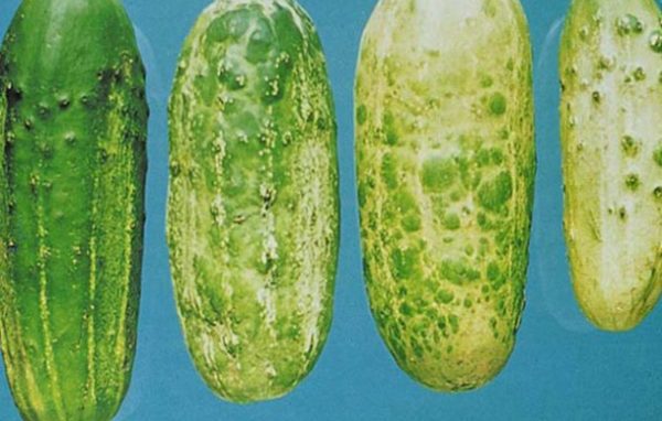 Gurķu dzeltēšanas algoritma tuvplāns