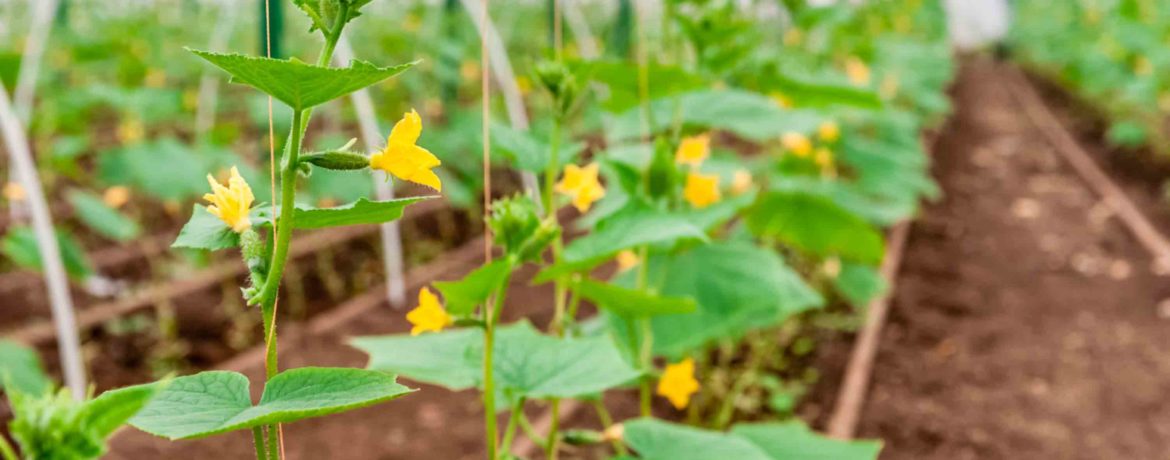 Gurķu pieaudzēšana siltumnīcā