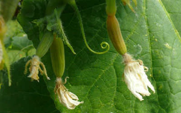 What does a wilted ovary that has not taken root look like?