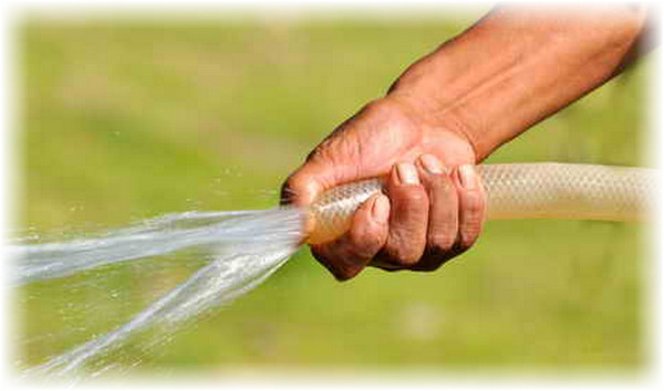 من الأفضل عدم سقي الخيار من الأعلى، حتى لا يسقط الماء على الأوراق، بل سقيه بالخرطوم مباشرة تحت الجذور. من الأفضل عدم سقي الخيار من الأعلى، حتى لا يسقط الماء على الأوراق، بل سقيه بالخرطوم مباشرة تحت الجذور.